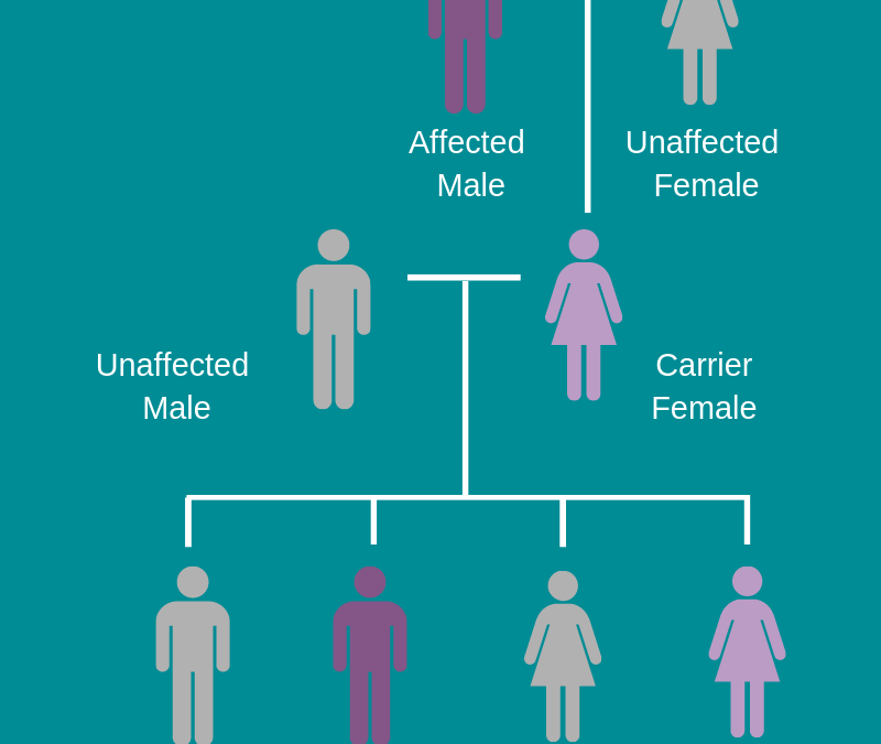 X Inheritance Chart