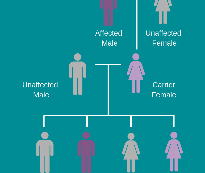 Inheritance Archives Sharing Healthy Genes