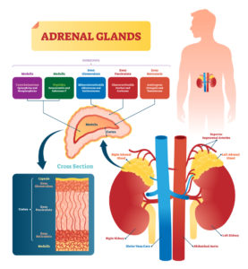 Model of the adrenal glands