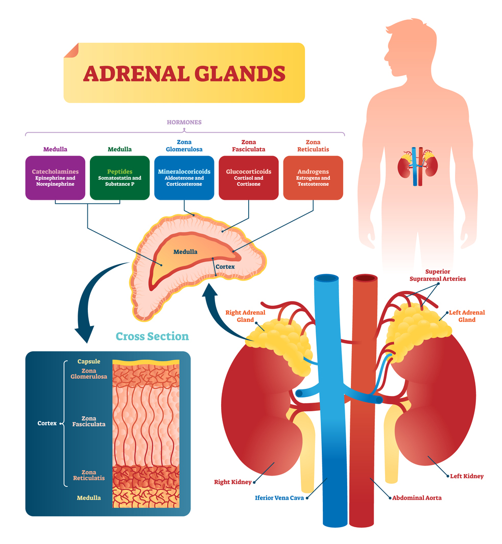 cortical sex hormones adrenal gland